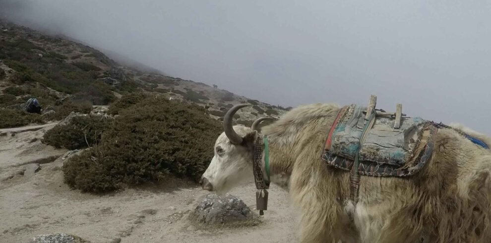 yak-safai-by-tales-of-travelers_-scaled