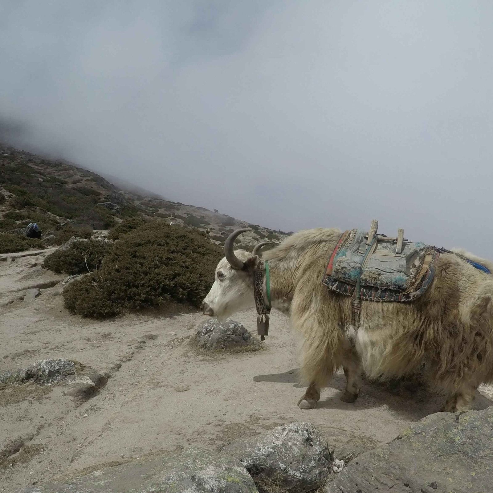 Trekking & Camping